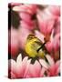 Male Palm Warbler in Magnolia Tree-Adam Jones-Stretched Canvas