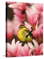 Male Palm Warbler in Magnolia Tree-Adam Jones-Stretched Canvas