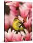 Male Palm Warbler in Magnolia Tree-Adam Jones-Stretched Canvas