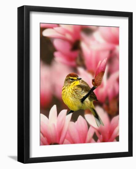 Male Palm Warbler in Magnolia Tree-Adam Jones-Framed Photographic Print