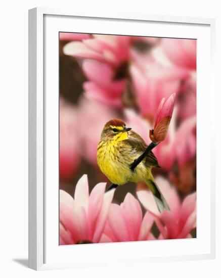 Male Palm Warbler in Magnolia Tree-Adam Jones-Framed Photographic Print