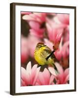 Male Palm Warbler in Magnolia Tree-Adam Jones-Framed Photographic Print