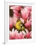 Male Palm Warbler in Magnolia Tree-Adam Jones-Framed Photographic Print