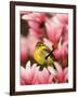 Male Palm Warbler in Magnolia Tree-Adam Jones-Framed Photographic Print