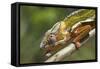 Male Panther Chameleon, Close Up of Head-null-Framed Stretched Canvas