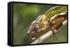 Male Panther Chameleon, Close Up of Head-null-Framed Stretched Canvas