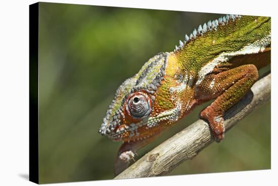 Male Panther Chameleon, Close Up of Head-null-Stretched Canvas