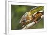 Male Panther Chameleon, Close Up of Head-null-Framed Photographic Print