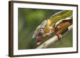 Male Panther Chameleon, Close Up of Head-null-Framed Photographic Print