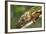 Male Panther Chameleon, Close Up of Head-null-Framed Photographic Print