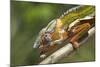 Male Panther Chameleon, Close Up of Head-null-Mounted Photographic Print