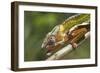 Male Panther Chameleon, Close Up of Head-null-Framed Photographic Print