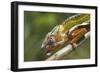 Male Panther Chameleon, Close Up of Head-null-Framed Photographic Print