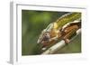 Male Panther Chameleon, Close Up of Head-null-Framed Photographic Print