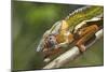 Male Panther Chameleon, Close Up of Head-null-Mounted Photographic Print