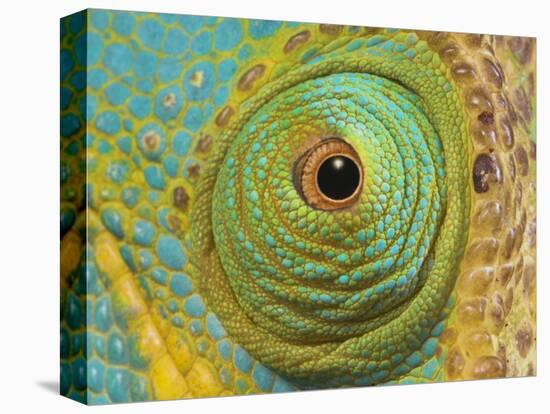 Male Parson's Chameleon, Close up of Eye, Ranomafana National Park, South Eastern Madagascar-Nick Garbutt-Stretched Canvas