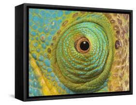 Male Parson's Chameleon, Close up of Eye, Ranomafana National Park, South Eastern Madagascar-Nick Garbutt-Framed Stretched Canvas