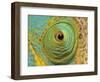 Male Parson's Chameleon, Close up of Eye, Ranomafana National Park, South Eastern Madagascar-Nick Garbutt-Framed Premium Photographic Print