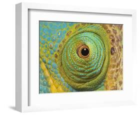 Male Parson's Chameleon, Close up of Eye, Ranomafana National Park, South Eastern Madagascar-Nick Garbutt-Framed Premium Photographic Print