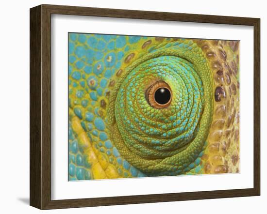 Male Parson's Chameleon, Close up of Eye, Ranomafana National Park, South Eastern Madagascar-Nick Garbutt-Framed Photographic Print