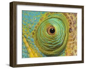 Male Parson's Chameleon, Close up of Eye, Ranomafana National Park, South Eastern Madagascar-Nick Garbutt-Framed Photographic Print