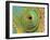 Male Parson's Chameleon, Close up of Eye, Ranomafana National Park, South Eastern Madagascar-Nick Garbutt-Framed Photographic Print