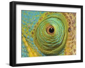 Male Parson's Chameleon, Close up of Eye, Ranomafana National Park, South Eastern Madagascar-Nick Garbutt-Framed Photographic Print