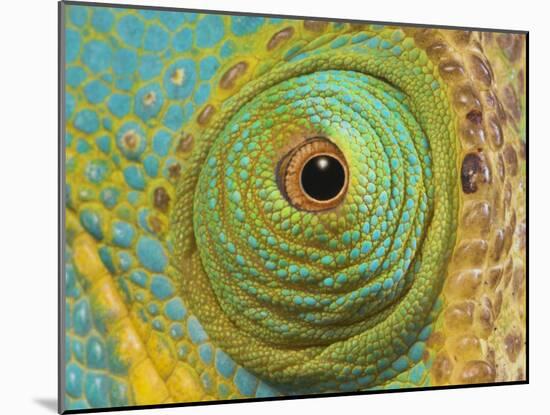 Male Parson's Chameleon, Close up of Eye, Ranomafana National Park, South Eastern Madagascar-Nick Garbutt-Mounted Photographic Print