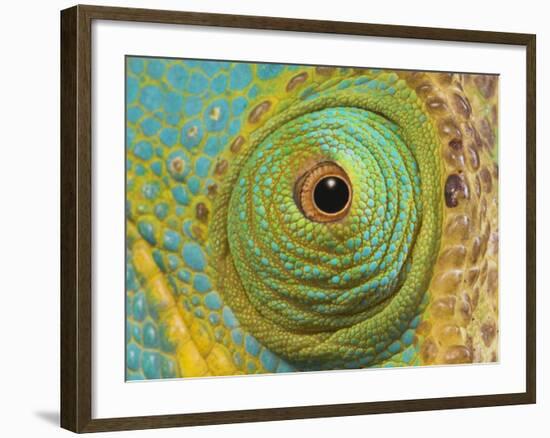 Male Parson's Chameleon, Close up of Eye, Ranomafana National Park, South Eastern Madagascar-Nick Garbutt-Framed Photographic Print