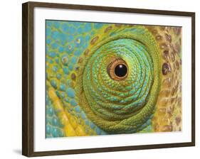 Male Parson's Chameleon, Close up of Eye, Ranomafana National Park, South Eastern Madagascar-Nick Garbutt-Framed Photographic Print