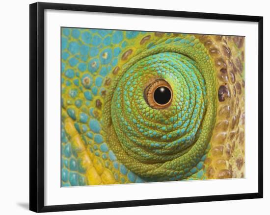 Male Parson's Chameleon, Close up of Eye, Ranomafana National Park, South Eastern Madagascar-Nick Garbutt-Framed Photographic Print