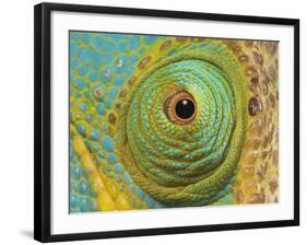 Male Parson's Chameleon, Close up of Eye, Ranomafana National Park, South Eastern Madagascar-Nick Garbutt-Framed Photographic Print