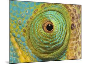 Male Parson's Chameleon, Close up of Eye, Ranomafana National Park, South Eastern Madagascar-Nick Garbutt-Mounted Photographic Print