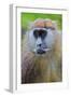 Male Patas Monkey - Wadi Monkey - Hussar Monkey (Erythrocebus Patas) Laikipia Game Reserve-Mark Macewen-Framed Photographic Print