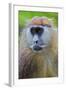Male Patas Monkey - Wadi Monkey - Hussar Monkey (Erythrocebus Patas) Laikipia Game Reserve-Mark Macewen-Framed Photographic Print