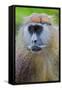 Male Patas Monkey - Wadi Monkey - Hussar Monkey (Erythrocebus Patas) Laikipia Game Reserve-Mark Macewen-Framed Stretched Canvas