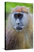 Male Patas Monkey - Wadi Monkey - Hussar Monkey (Erythrocebus Patas) Laikipia Game Reserve-Mark Macewen-Stretched Canvas