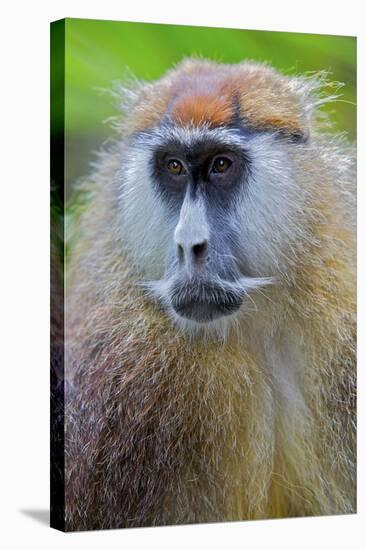 Male Patas Monkey - Wadi Monkey - Hussar Monkey (Erythrocebus Patas) Laikipia Game Reserve-Mark Macewen-Stretched Canvas