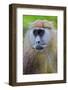 Male Patas Monkey - Wadi Monkey - Hussar Monkey (Erythrocebus Patas) Laikipia Game Reserve-Mark Macewen-Framed Photographic Print