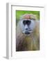 Male Patas Monkey - Wadi Monkey - Hussar Monkey (Erythrocebus Patas) Laikipia Game Reserve-Mark Macewen-Framed Photographic Print