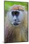 Male Patas Monkey - Wadi Monkey - Hussar Monkey (Erythrocebus Patas) Laikipia Game Reserve-Mark Macewen-Mounted Photographic Print