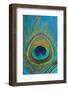 Male Peacock Display Tail Feathers-Darrell Gulin-Framed Premium Photographic Print