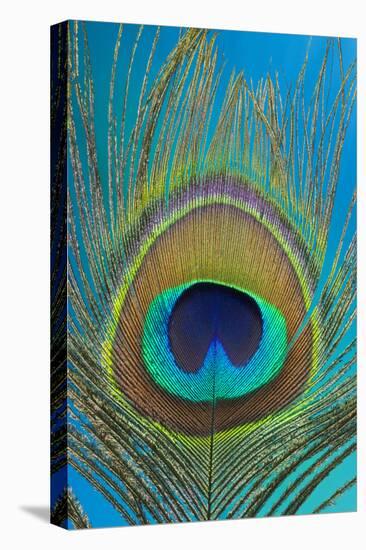 Male Peacock Display Tail Feathers-Darrell Gulin-Stretched Canvas