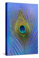 Male Peacock Display Tail Feathers-Darrell Gulin-Stretched Canvas