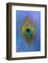 Male Peacock Display Tail Feathers-Darrell Gulin-Framed Premium Photographic Print