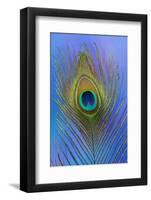 Male Peacock Display Tail Feathers-Darrell Gulin-Framed Premium Photographic Print