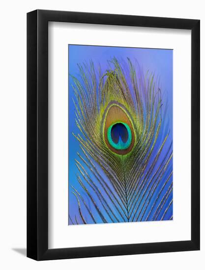 Male Peacock Display Tail Feathers-Darrell Gulin-Framed Premium Photographic Print