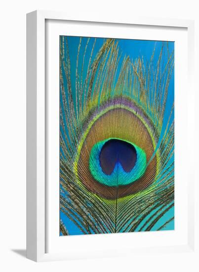 Male Peacock Display Tail Feathers-Darrell Gulin-Framed Photographic Print