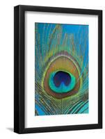 Male Peacock Display Tail Feathers-Darrell Gulin-Framed Photographic Print