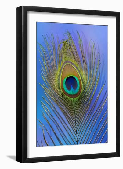 Male Peacock Display Tail Feathers-Darrell Gulin-Framed Photographic Print